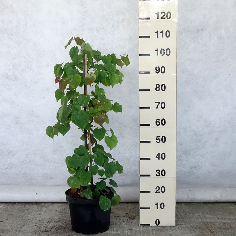 Cercis canadensis Lavender Twist - Eastern Redbud 7.5L/10L pot sample as delivered in summer