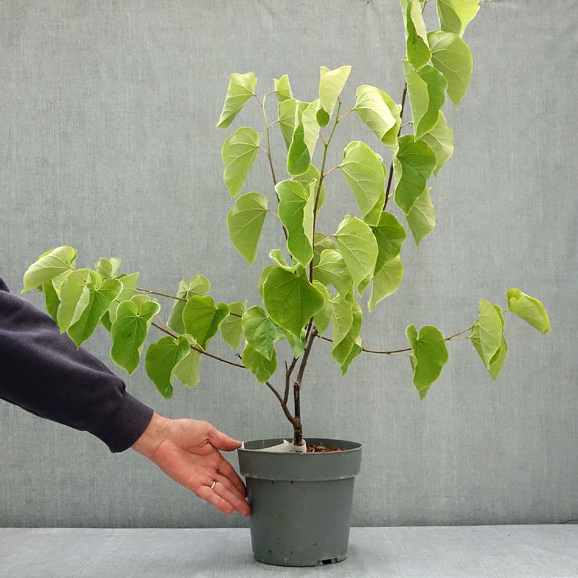 Cercis canadensis Lavender Twist - Gainier du Canada pleureur rose Pot de 3L/4L sample as delivered in summer