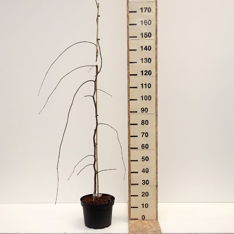 Cercis canadensis Lavender Twist - Eastern Redbud 7.5L/10L pot sample as delivered in winter