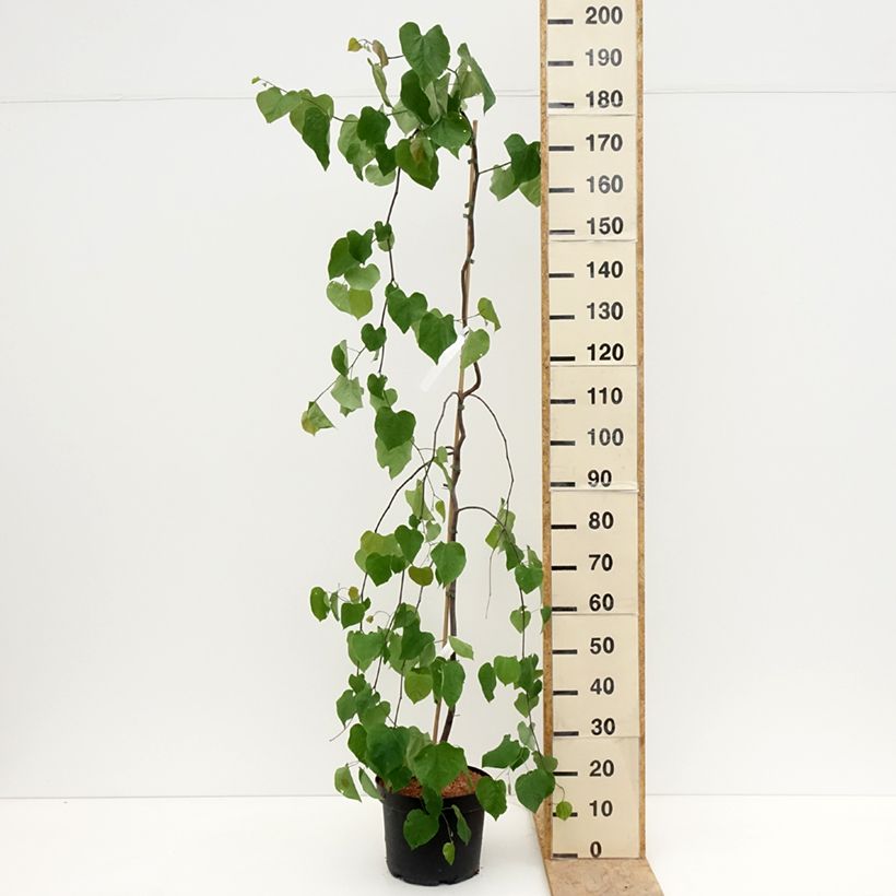 Cercis canadensis Lavender Twist - Eastern Redbud 7.5L/10L pot sample as delivered in spring