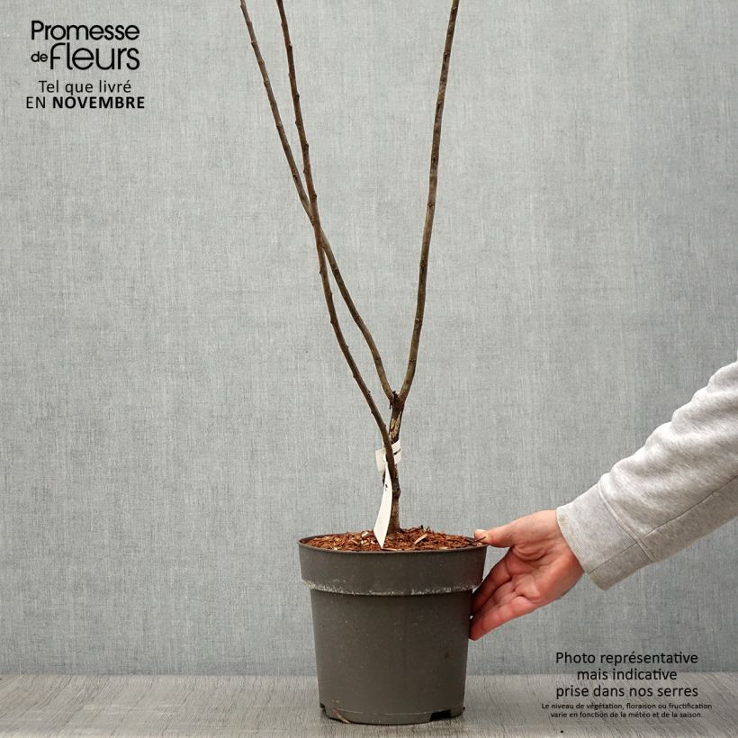 Cercis canadensis Little Woody - Eastern Redbud 3L/4L pot sample as delivered in autumn