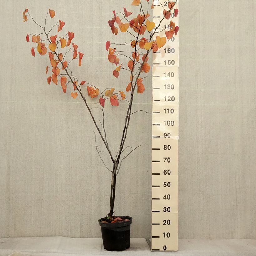 Cercis canadensis var.texensis Merlot - Eastern Redbud 6L/7L pot sample as delivered in autumn