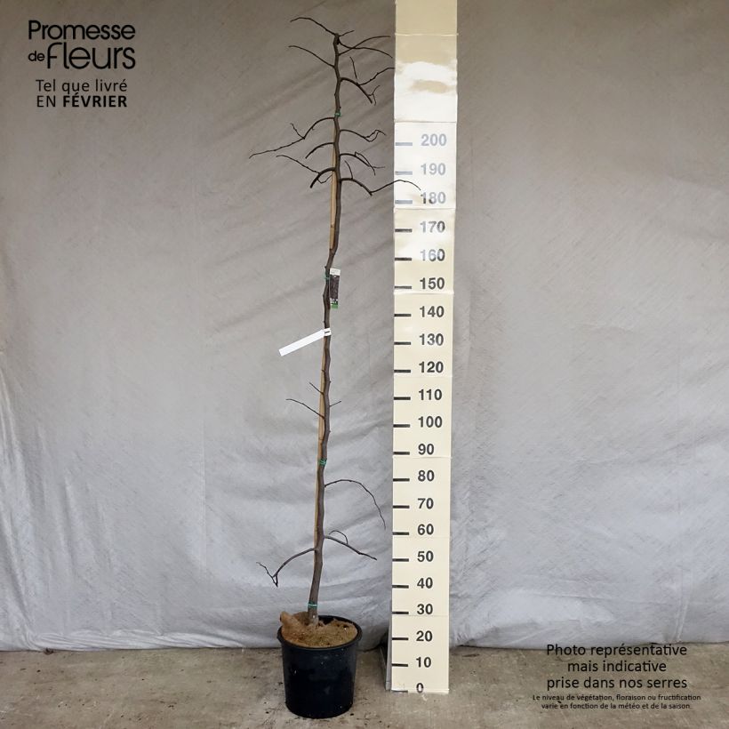 Cercis canadensis Ruby Falls - Eastern Redbud 7.5L/10L pot sample as delivered in winter