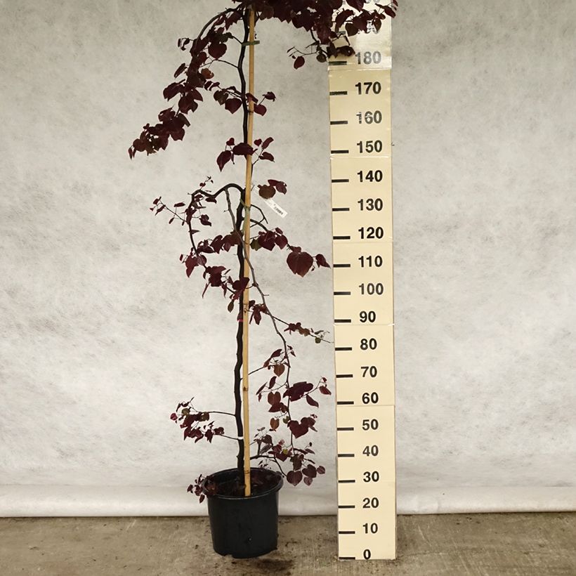 Cercis canadensis Ruby Falls - Eastern Redbud 7.5L/10L pot sample as delivered in spring