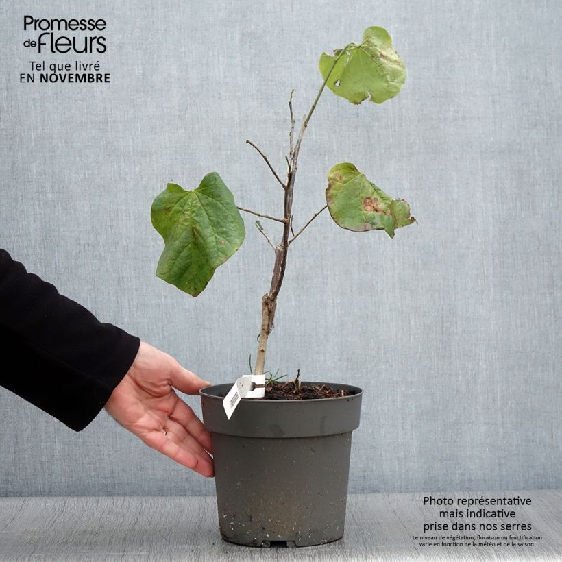 Cercis canadensis subsp. texensis Texas White - Eastern Redbud 4L/5L pot sample as delivered in autumn