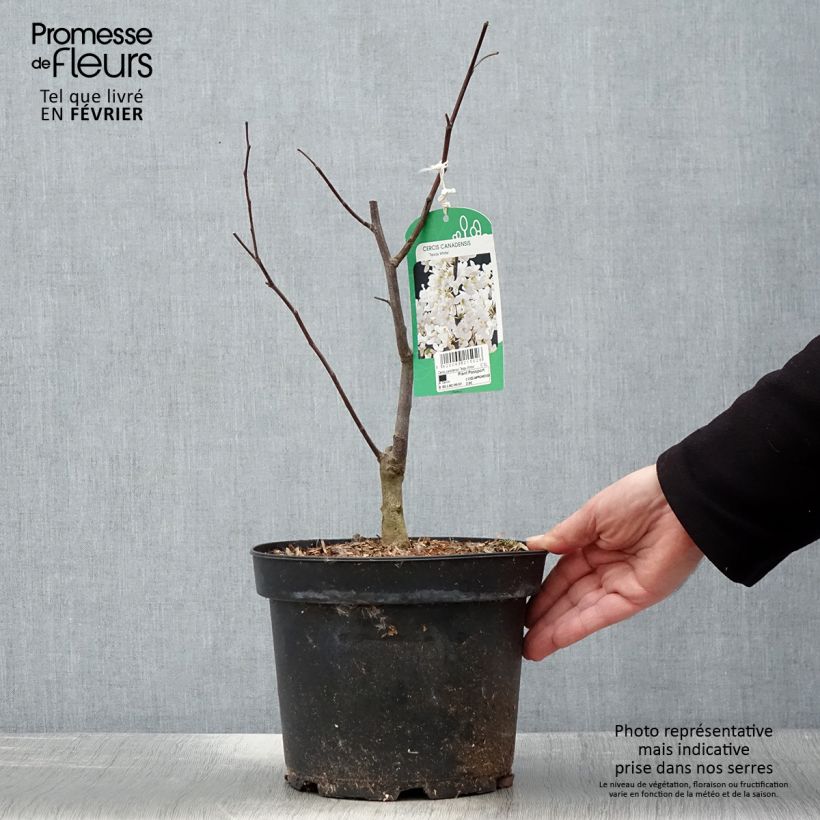 Cercis canadensis subsp. texensis Texas White - Eastern Redbud 4L/5L pot sample as delivered in winter