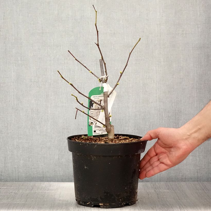 Cercis canadensis subsp. texensis Texas White - Eastern Redbud 4L/5L pot sample as delivered in spring