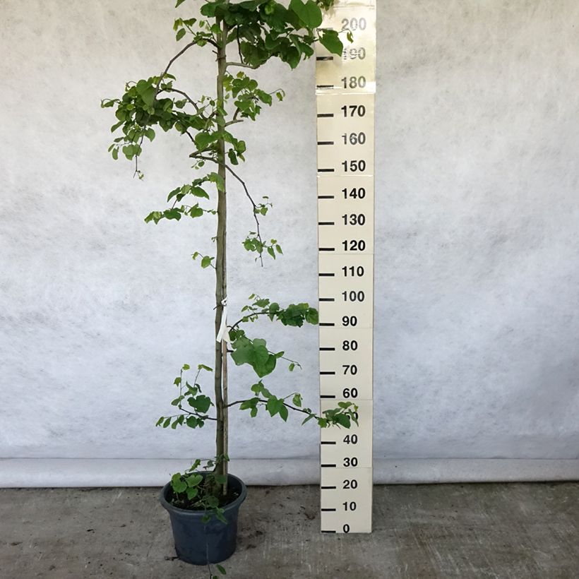 Cercis canadensis Vanilla Twist - Eastern Redbud 4L/5L pot, Sapling sample as delivered in summer