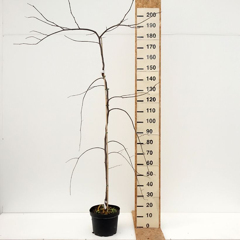 Cercis canadensis Vanilla Twist - Eastern Redbud 7.5L/10L pot, Half standard sample as delivered in autumn