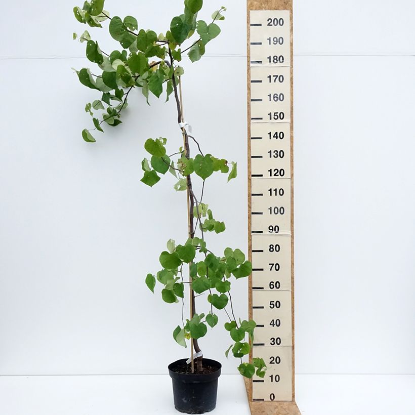 Cercis canadensis Vanilla Twist - Eastern Redbud 7.5L/10L pot sample as delivered in summer