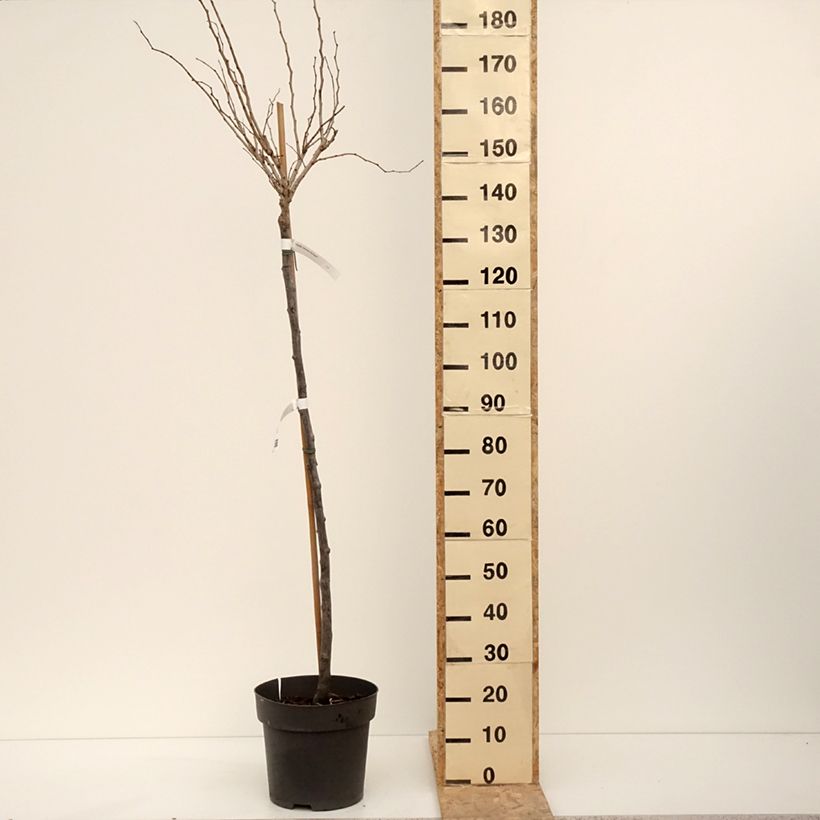 Cercis chinensis Don Egolf - Chinese Redbud 7.5L/10L pot sample as delivered in winter