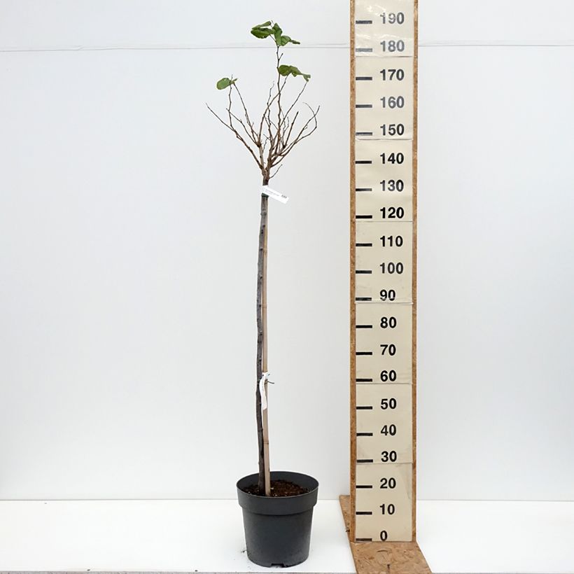 Cercis chinensis Don Egolf - Chinese Redbud 7.5L/10L pot, Standard sample as delivered in autumn