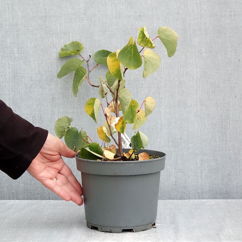 Cercis siliquastrum - Judas Tree 3L/4L pot sample as delivered in autumn