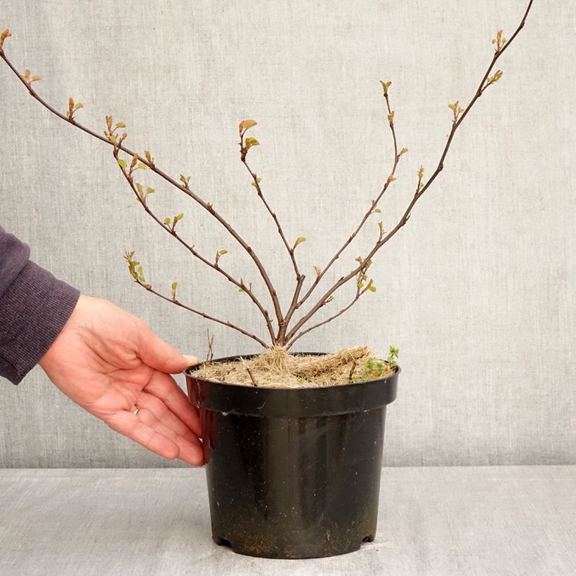 Cercis siliquastrum - Judas Tree 3L/4L pot sample as delivered in spring