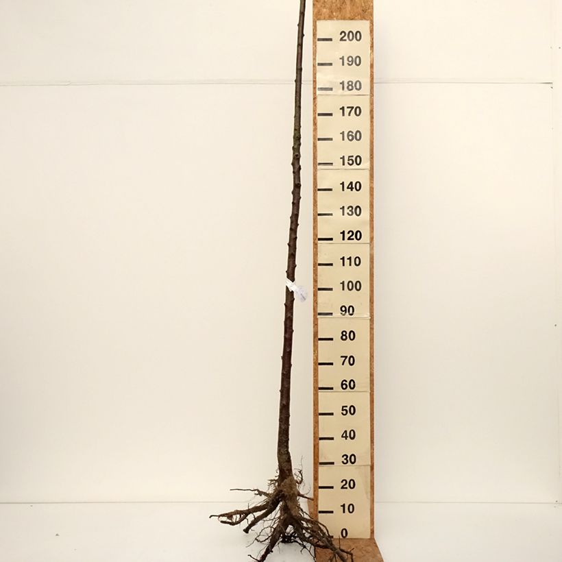 Prunus Autumnalis Rosea - Cherry Bare root sample as delivered in winter