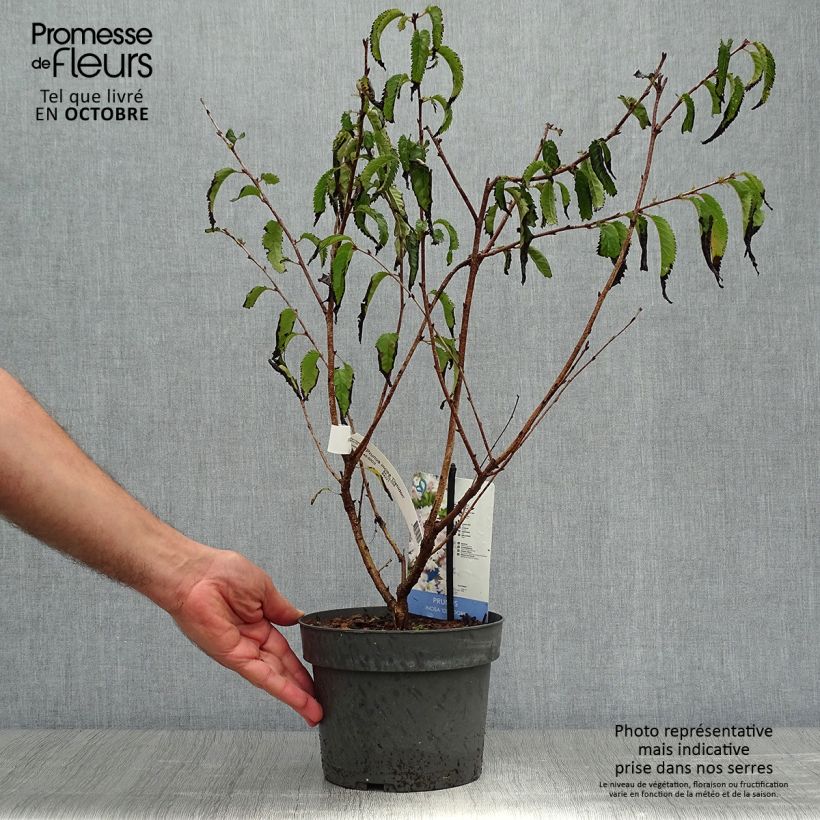 Prunus incisa Oshidori - Cherry 2L/3L pot sample as delivered in autumn