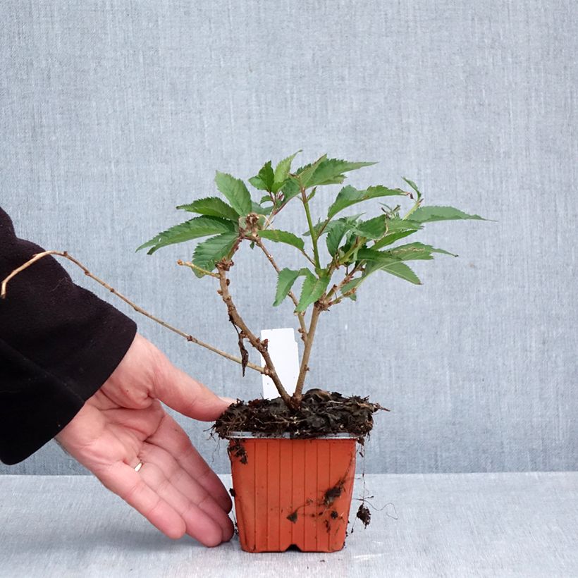 Prunus incisa Paean - Cherry 8/9 cm pot sample as delivered in autumn