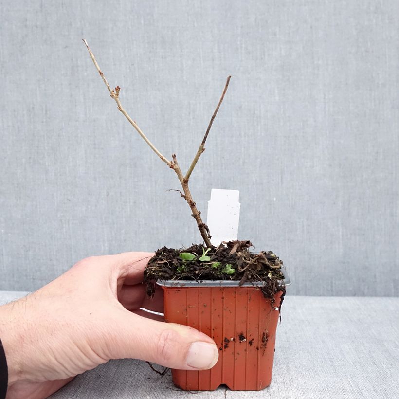 Prunus incisa Paean - Cherry 8/9 cm pot sample as delivered in winter