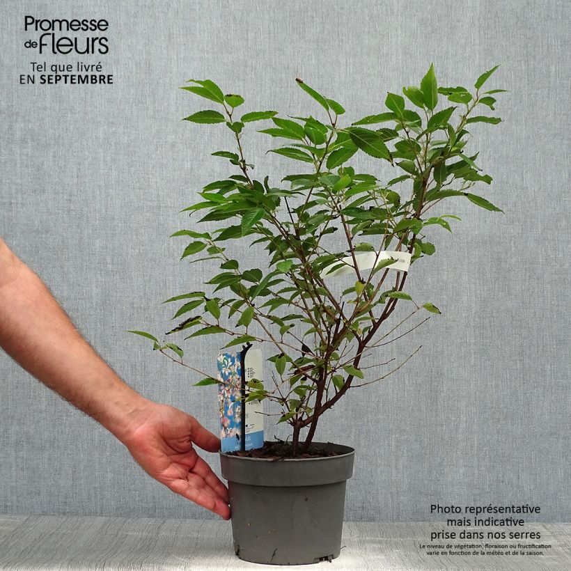 Prunus incisa Paean - Cherry 2L/3L pot sample as delivered in autumn