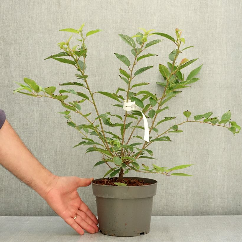 Cerisier à fleurs du Japon nain - Prunus incisa Paean Pot de 2L/3L sample as delivered in summer
