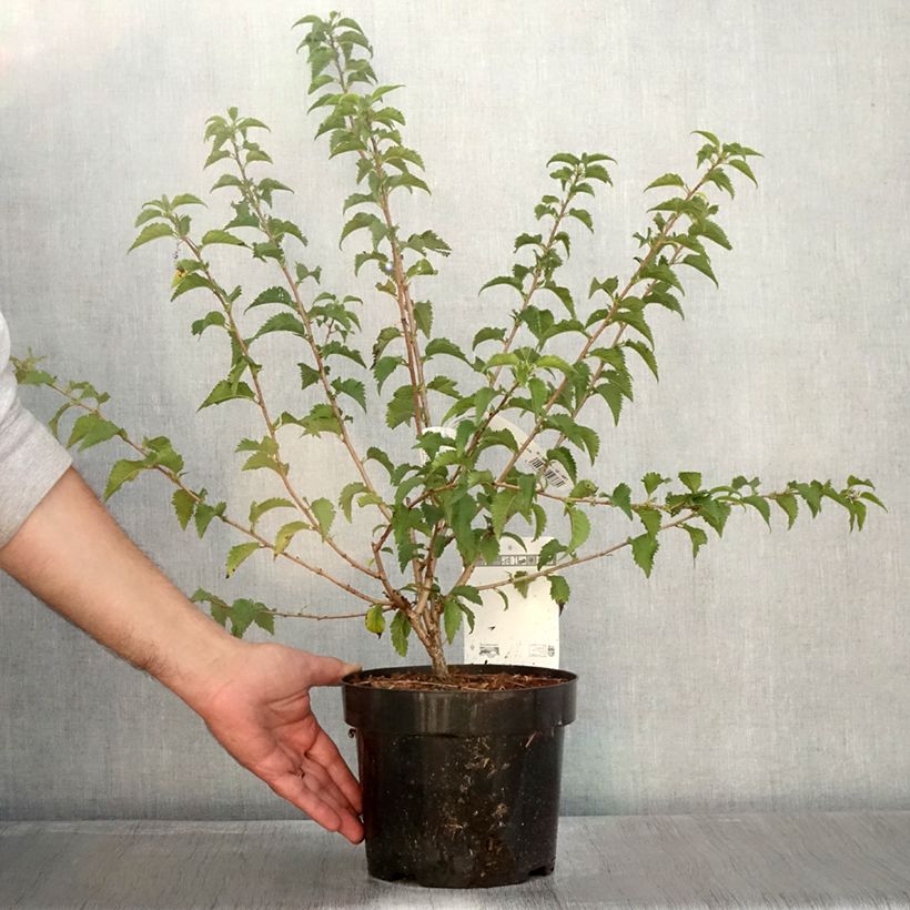 Prunus incisa Yamadei - Cherry 2L/3L pot sample as delivered in autumn