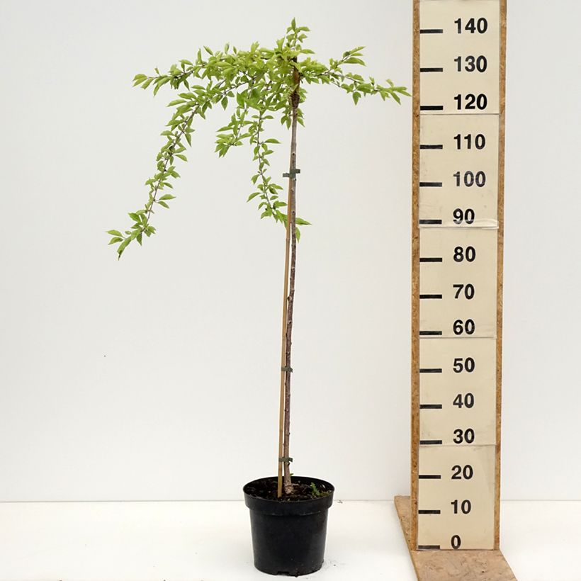 Prunus Frilly Frock 7.5L/10L pot, Standard sample as delivered in spring