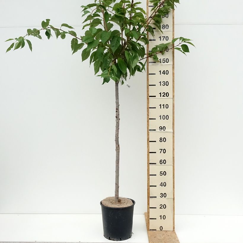 Prunus serrulata Kanzan - Japanese Cherry 7.5L/10L pot sample as delivered in summer