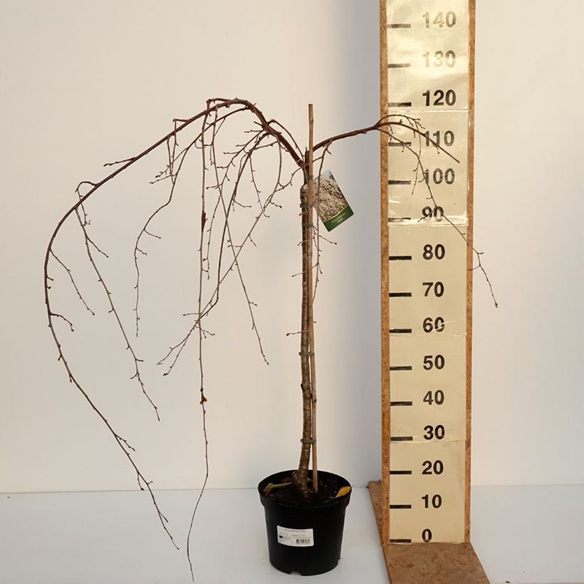 Prunus yedoensis Ivensii - Yoshino Cherry 4L/5L pot sample as delivered in autumn