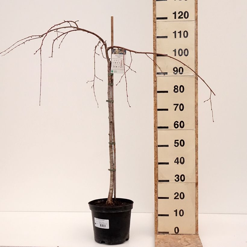 Prunus yedoensis Ivensii - Yoshino Cherry 4L/5L pot sample as delivered in winter