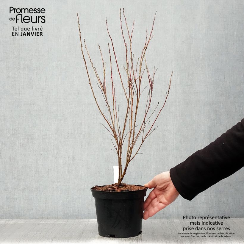 Prunus glandulosa Rosea Plena - Dwarf flowering Almond 3L/4L pot sample as delivered in winter
