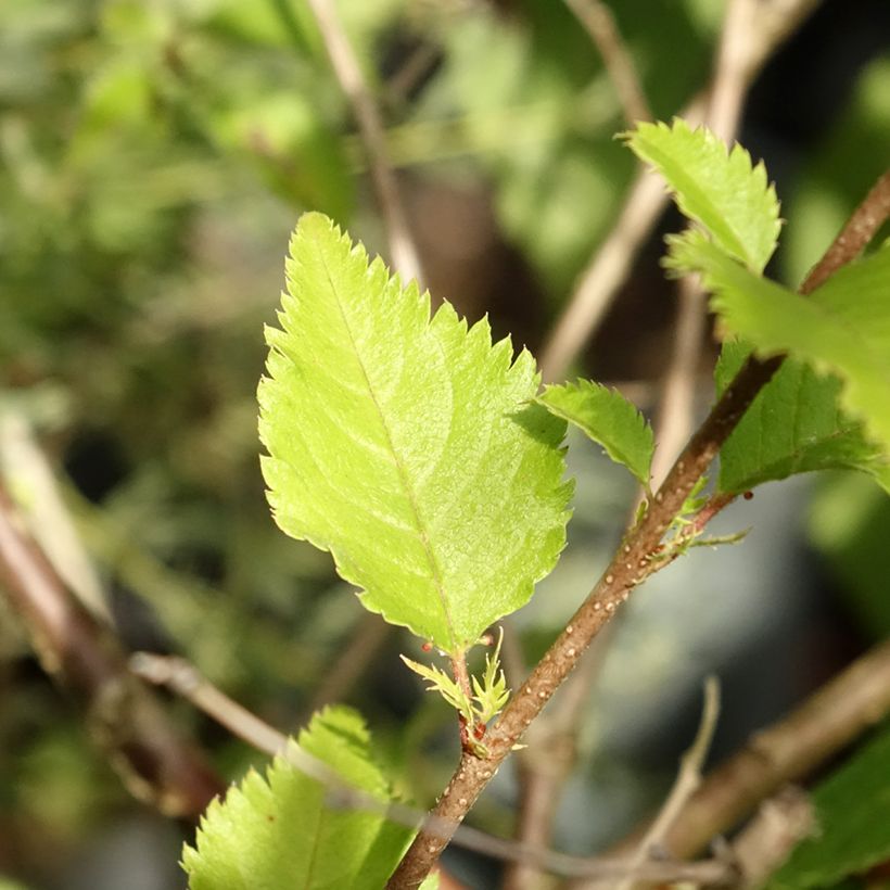 Prunus x subhirtella Hally Jolivette - Autumn Cherry (Foliage)