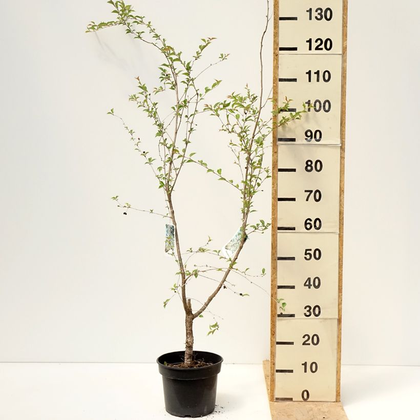 Prunus x subhirtella Hally Jolivette - Autumn Cherry 4L/5L pot sample as delivered in spring