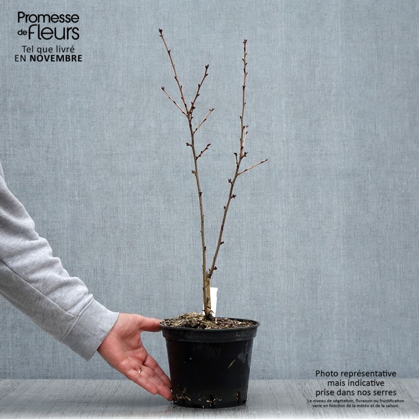 Prunus hillieri Spire - Cherry 3L/4L pot sample as delivered in autumn