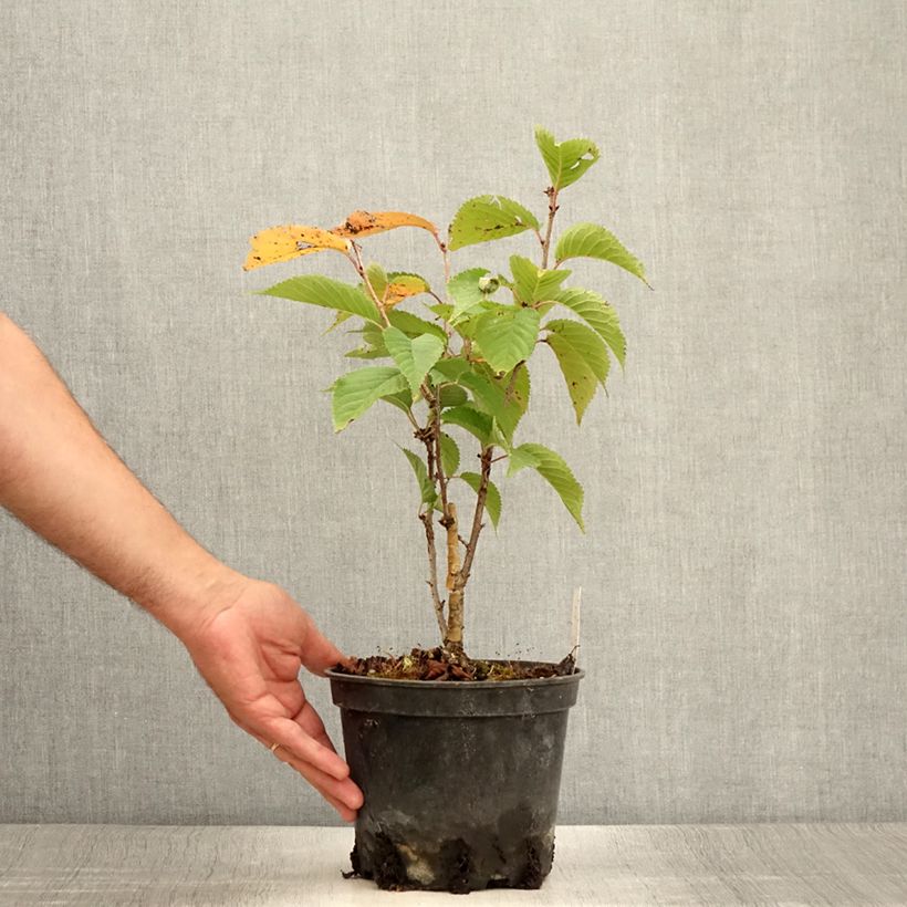 Prunus hillieri Spire - Cherry 3L/4L pot sample as delivered in summer