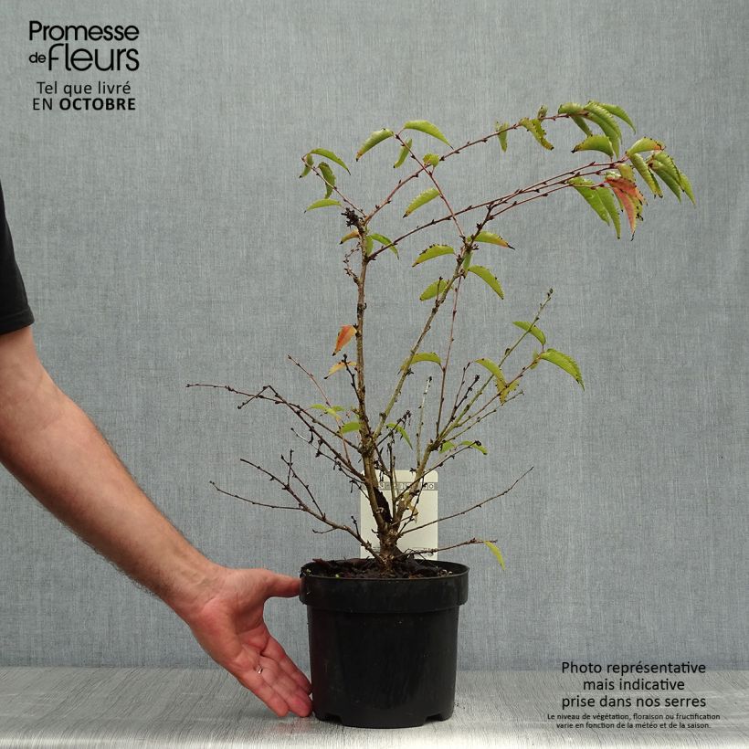 Prunus nipponica var. kurilensis Brillant - Kuril Cherry 2L/3L pot sample as delivered in autumn