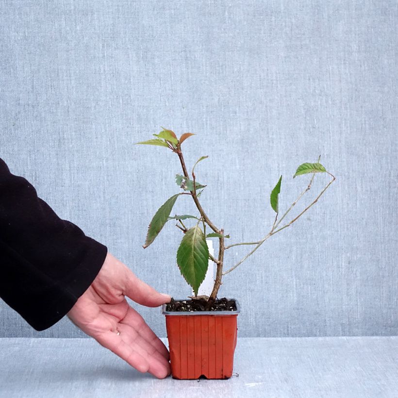 Prunus nipponica var. kurilensis Brillant - Kuril Cherry 8/9 cm pot sample as delivered in autumn