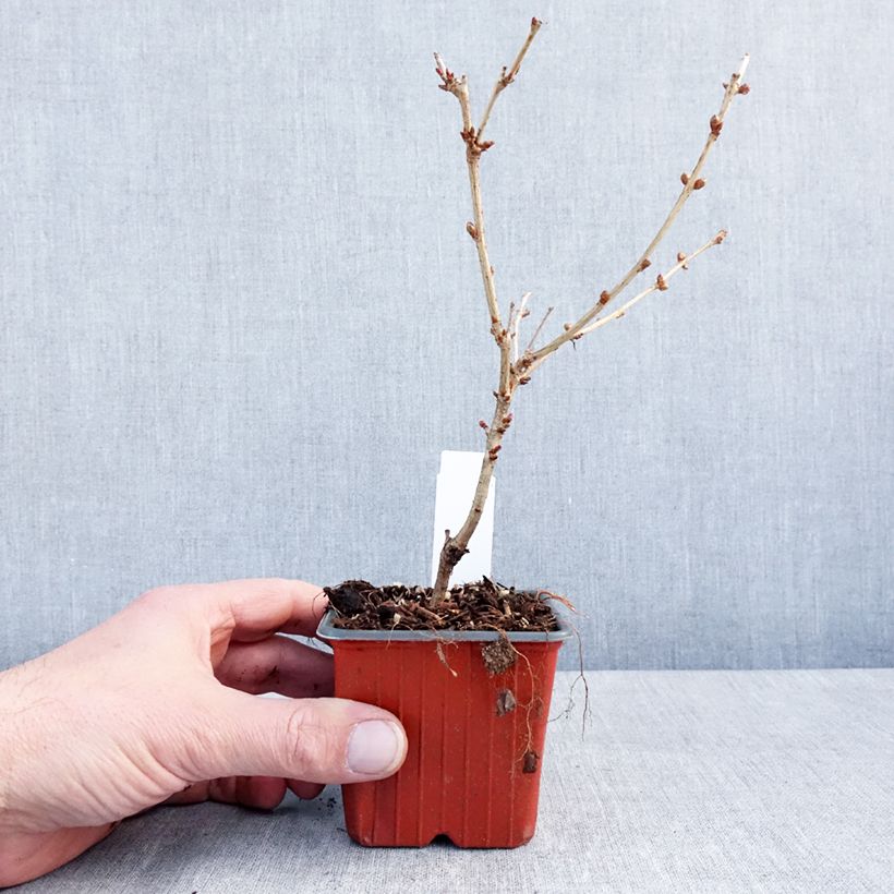 Prunus nipponica var. kurilensis Brillant - Kuril Cherry 8/9 cm pot sample as delivered in winter