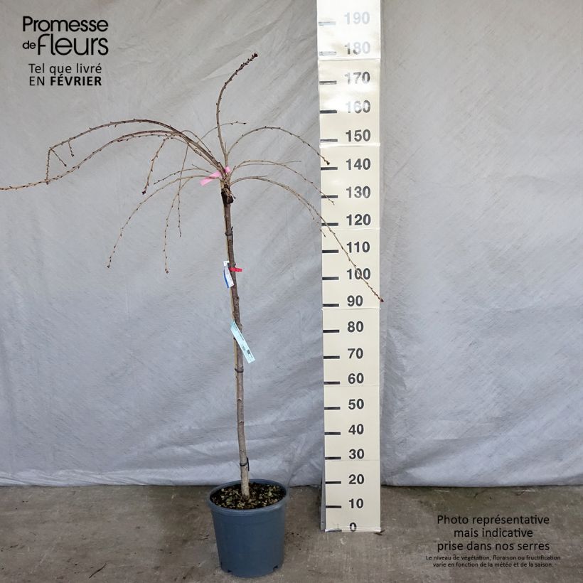 Prunus serrulata Kiku-Shidare-Zakura - Japanese Cherry 7.5L/10L pot sample as delivered in winter