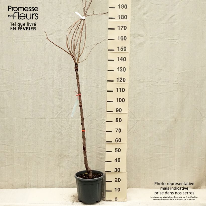 Prunus serrulata Shirofugen - Japanese Cherry 7.5L/10L pot sample as delivered in winter