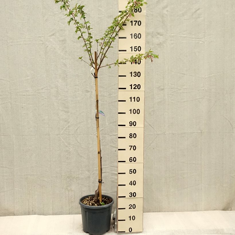 Prunus serrulata Shirofugen - Japanese Cherry 7.5L/10L pot, Half standard sample as delivered in spring