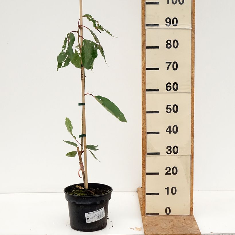 Prunus serrulata Tai haku - Japanese Cherry 4L/5L pot sample as delivered in autumn