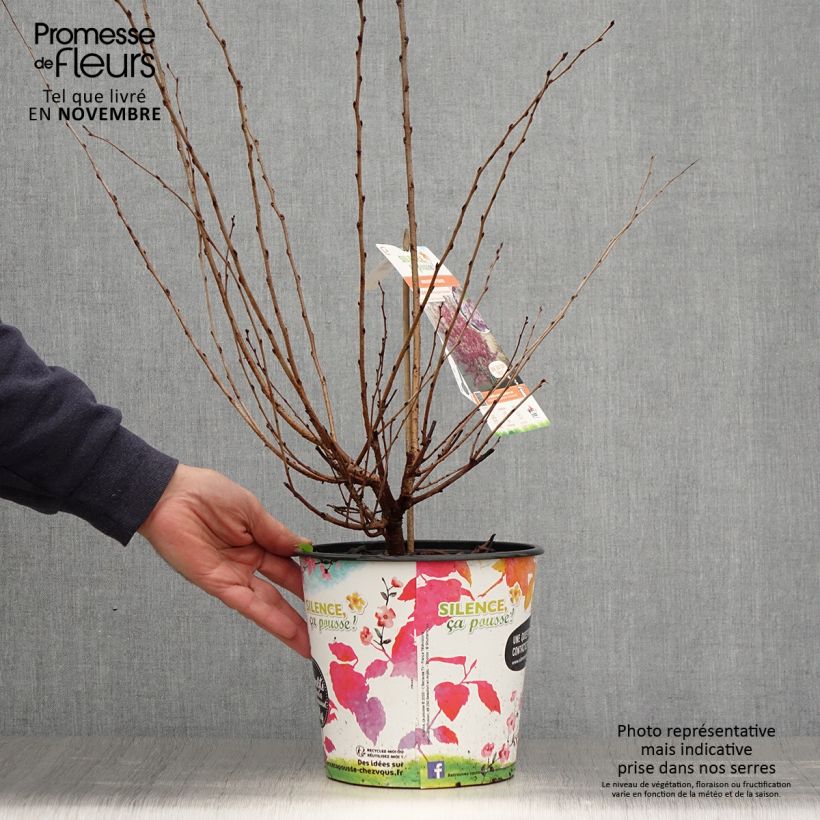 Prunus subhirtella Fukubana - Winter-flowering Cherry 4L/5L pot sample as delivered in autumn