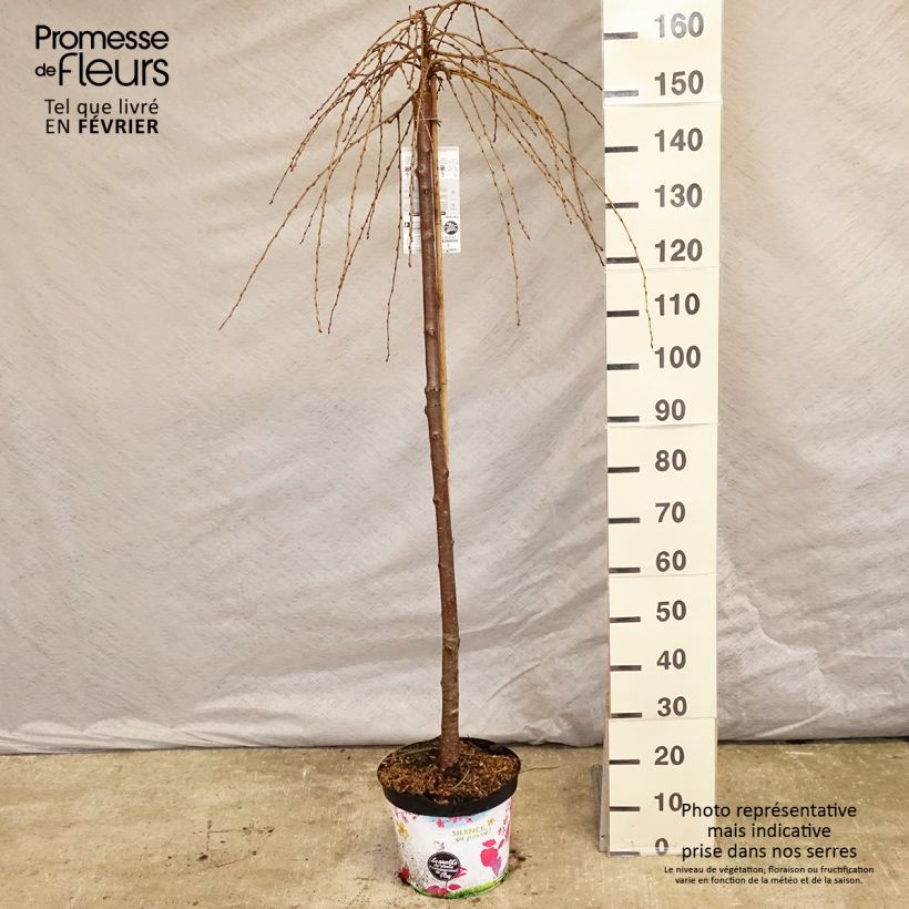 Prunus subhirtella Pendula Rubra - Wheeping  Cherry 7.5L/10L pot sample as delivered in winter
