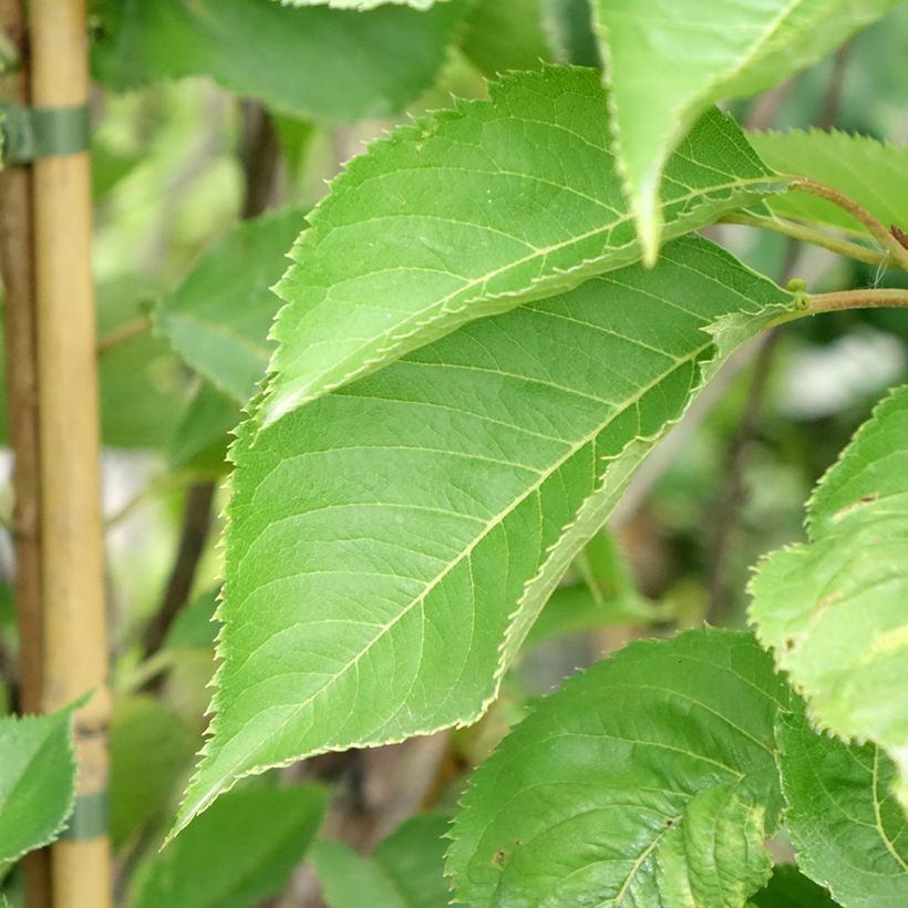 Prunus  yedoensis - Yoshino Cherry (Foliage)