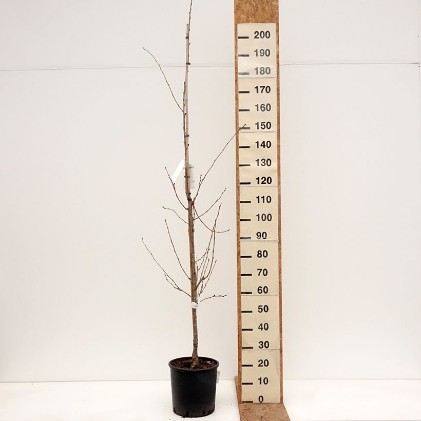 Prunus  yedoensis - Yoshino Cherry 7.5L/10L pot sample as delivered in winter