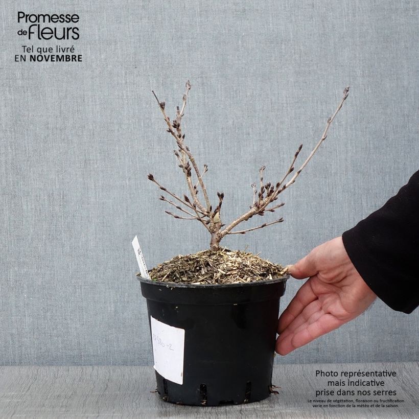 Prunus  yedoensis - Yoshino Cherry 3L/4L pot sample as delivered in autumn
