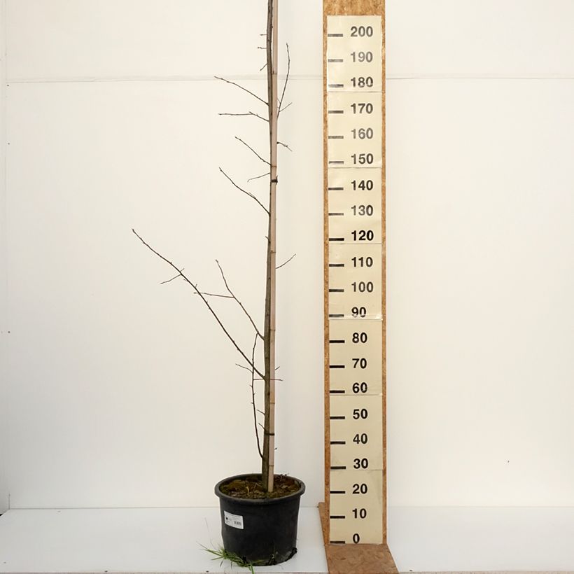 Prunus virginiana Canada Red - Chokecherry 20L/25L pot sample as delivered in autumn