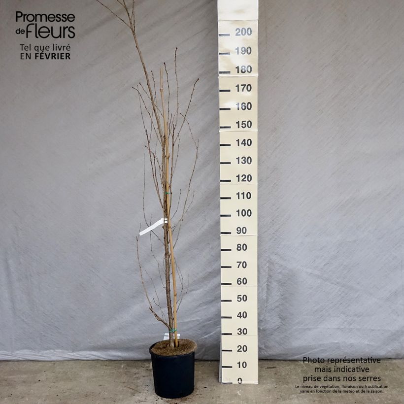 Prunus serrulata Sunset Boulevard - Japanese Cherry 7.5L/10L pot sample as delivered in winter