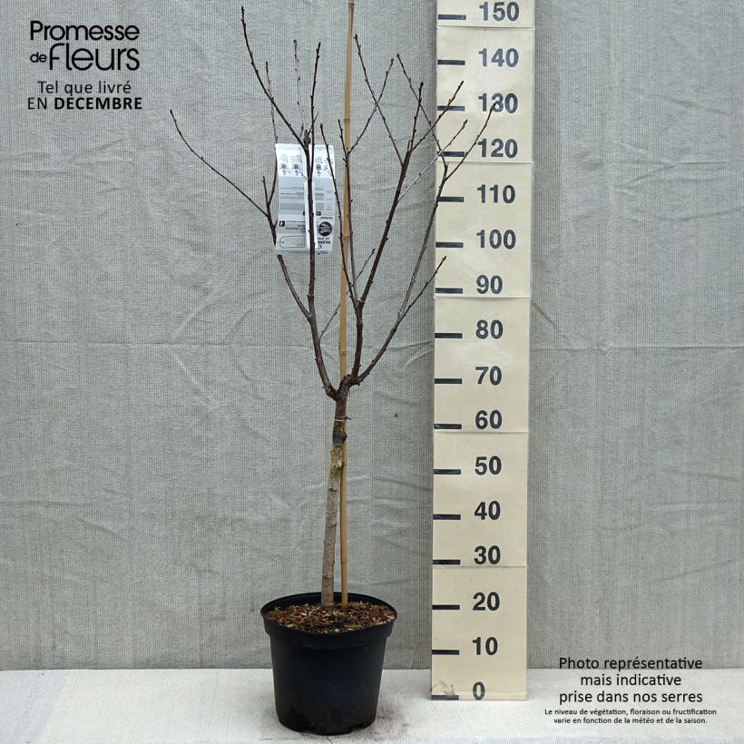 Prunus cerasus Anglaise Hâtive - Tart Cherry Tree 7.5L/10L pot, Goblet sample as delivered in autumn