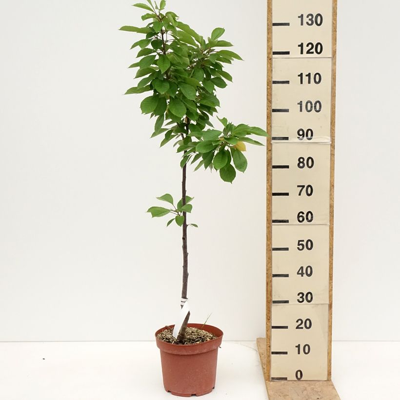Prunus cerasus Anglaise Hâtive - Tart Cherry Tree 7.5L/10L pot, Scion sample as delivered in spring